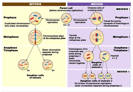 Ed-05-biologi-3