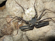 Kalacemeti dari marga Charon, sedang membawa anak-anaknya di punggung.