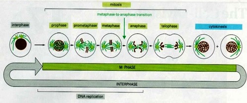 Mitosis dan tahapannya.