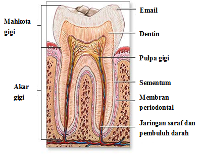 Ed05-kesehatan-1