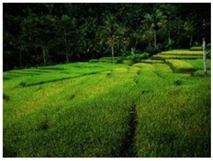 Sampai kapan tanah masih bisa memberi kita makan? (Foto karya Dr. Agus Prasetya, Direktur ChAIN Center, Jurusan Teknik Kimia UGM)