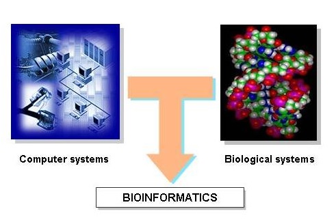 Hubungan antara Ilmu Komputer, Biologi dan Bioinformatika. (gambar dari http://cropwiki.irri.org) 