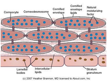 Struktur stratum corneum yang menggambarkan hubungan antara corneocyte, envelope cell, corneodesmosomes, lipid intraseluler, dan lamellar bodies. (http://dermatology.about.com/od/anatomy/ss/sc_anatomy.htm)