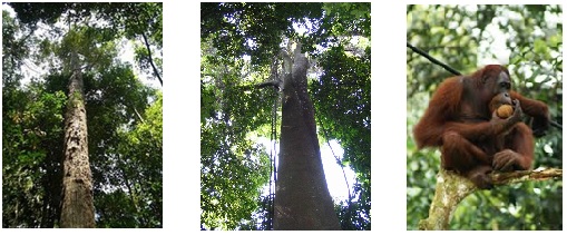Flora dan fauna dominan pada ekosistem hutan gambut. Dari kiri ke kanan: pohon ramin, pohon jelutung, dan orang utan.  Sumber gambar: forestryinformation.wordpress.com dan id.wikipedia.org.
