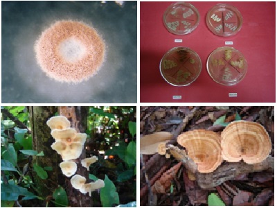Gambar atas: Bakteri actinomycetes yang diisolasi dari tanah gambut.  (Sumber gambar: Supriati et al., 2011.) Gambar bawah: Jenis-jenis jamur yang berada di ekosistem gambut. Kiri: Stereum Sp., dan kanan: Trametes sp 1 (Sumber gambar: dokumentasi pribadi penulis (Mulyani dkk, 2009))