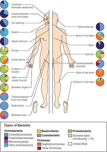 Penyebaran bakteri normal pada tubuh manusia. Sumber gambar: http://publications.nigms.nih.gov/findings/jan12/body-bacteria.asp 