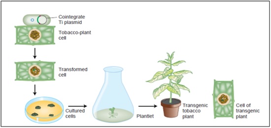 Transformasi gen pada plasmid ke sel tanaman. Gambar dari: An Introduction to genetic analysis, Griffiths dkk, New York: W.H. Freeman (1996).