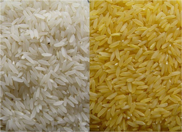 Perbandingan beras normal (putih) dan Golden Rice (kuning). Gambar dari: http://www.goldenrice.org/