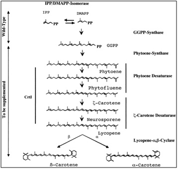 Tahapan sintesis/pembentukan beta-carotene. Dalam padi, proses pembentukan tersebut hanya dapat sampai pada proses sintesis GGPP. Oleh karena itu perlu ditambahkan gen yang dapat mengkatalisis sampai tahap terakhir menjadi beta carotene. Sumber gambar: J. Nutr. 132, 506S-510S  (2002).