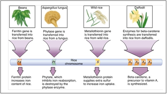Beberapa gen yang disisipkan ke tanaman padi untuk mengatasi kurangnya beberapa zat pada padi. Gambar dari: Biology, 7th Edition, Raven dkk, New York: McGraw Hill Higher Education (2005).