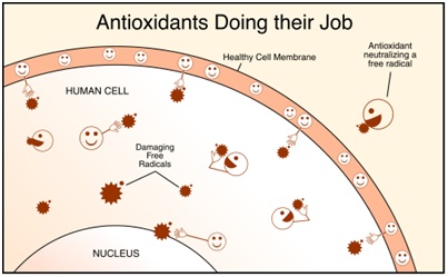 Mekanisme senyawa antioksidan untuk menghindari terjadinya kerusakan sel tubuh.