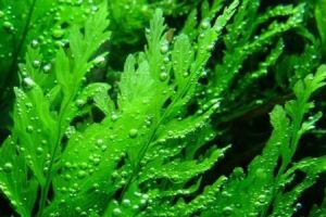 Senyawa Kimia di Balik Warna-warni Rumput Laut