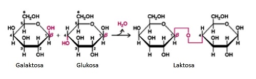 Reaksi pembentukan laktosa lewat pembentukan ikatan kovalen β-1,4 glycosidic bond antara molekul galaktosa dan glukosa.