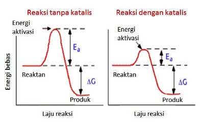 Laju reaksi kimia dengan dan tanpa katalis (dalam hal ini enzim).