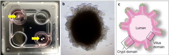 (a) Foto kultur intestinal organoid mencit hari ke-70, (b) contoh gambaran organoid dibawah mikroskop, dan (c) skema umum intestinal organoid. Sumber gambar: Gambar a dan b merupakan koleksi pribadi penulis. Gambar c diambil dari Sato dkk (2009).
