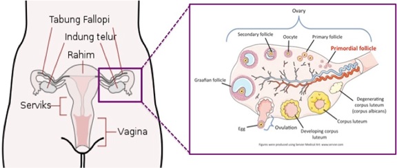Letak dan gambaran potongan melintang ovarium. Sumber gambar: id.wikipedia.org dan repropedia.org