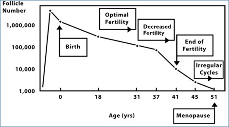 Skema dinamika jumlah folikel primordial terhadap usia seorang wanita.Sumber gambar: Sherman Silber. Treating Infertility, 2006 (gambar disadur dari Te Velde et al., 1998).