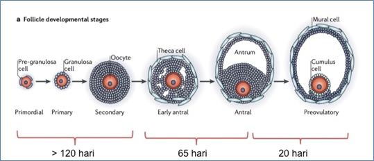 Tahapan perkembangan folikel pada ovarium manusia. Sumber gambar: Li et al., 2013, dengan beberapa modifikasi.