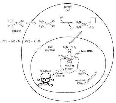 Mekanisme penghancuran tumor sel oleh cis-platin.