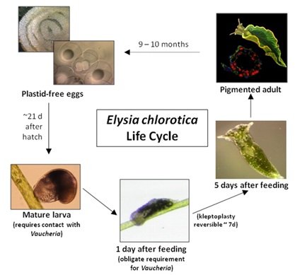 Siklus hidup siput laut hijau. Sumber gambar: http://jeb.biologists.org/