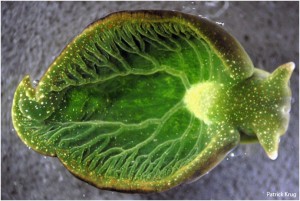 Elysia chlorotica, si siput laut bertenaga surya. Sumber gambar: http://professorelliot.com/2014/05/solar-powered-sea-slugs/