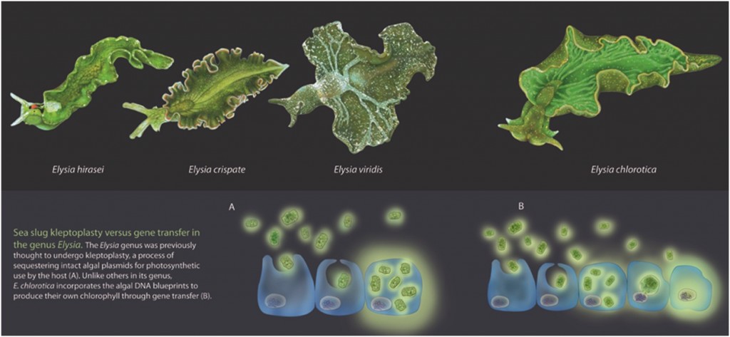 Kleptoplasty dan fenomena HGT (Horizontal Gene Transfer) pada siput laut hijau dari genus Elysia. Sumber gambar: http://www.biocreativity.wordpress.com/