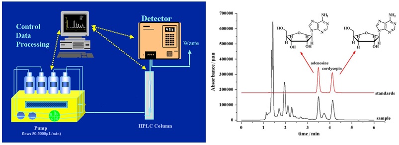 Instrumen HPLC (High Performance Liquid Chromatography) dan contoh hasil analisis cordycopin dengan HPLC.