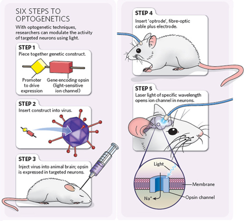 Enam langkah dalam pengaplikasian optogenetik pada tikus. Sumber: http://www.etudogentemorta.com/wp-content/uploads/2010/05/optogenetics.jpg