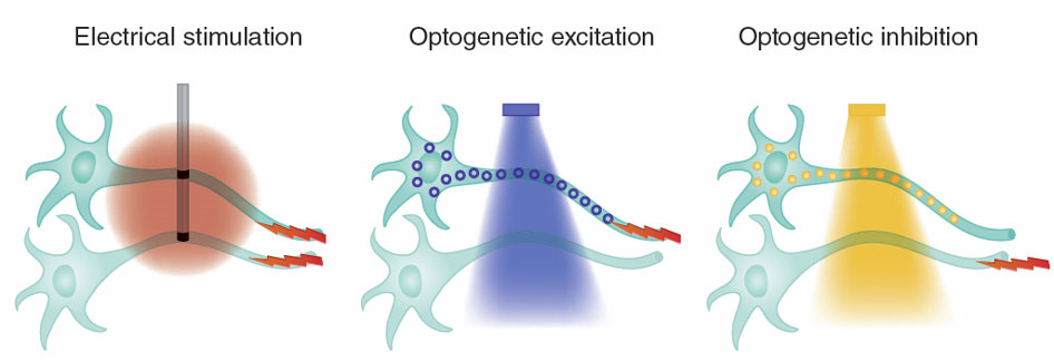 Protein dari jenis yang berbeda dapat distimulasi dengan cahaya yang berbeda. Channelrhodopsin distimulasi dengan cahaya biru untuk mengeksitasi sel sedangkan halorhodopsin distimulasi dengan cahaya kuning untuk menonaktifkan sel. Sumber: http://www.nature.com/nmeth/journal/v8/n1/full/nmeth.f.324.html