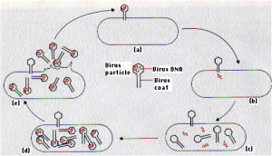 Diagram infeksi virus pada bakteri