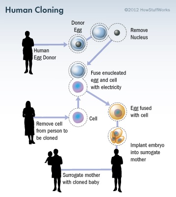 Ilustrasi proses kloning manusia (http://s.hswstatic.com/)