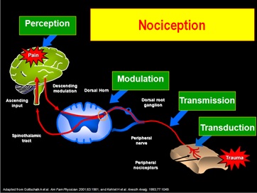 Penghantaran rangsangan nyeri. Sumber: http://seberkas-cahaya-langit.blogspot.jp/