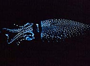 Penampakan W. scintillans sisi ventral/depan, si kunang-kunang laut yang menghiasi indahnya laut malam. Sumber: Dokumentasi akuarium Uozu.
