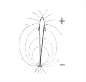 Pembentukan medan listrik di sekitar tubuh belut listrik. Sumber gambar: penelitian Milanezi dkk. (2014).