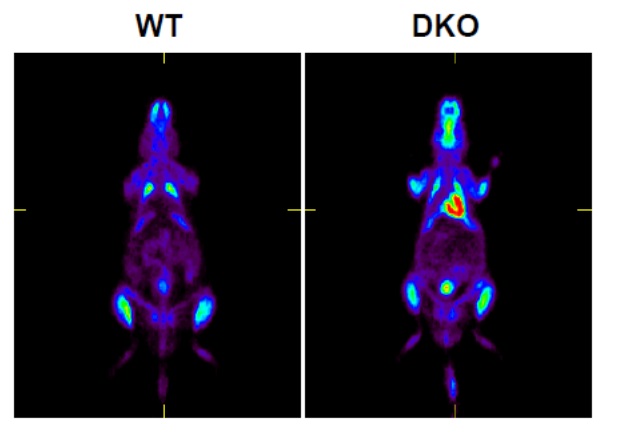Gambar PET scan dengan menggunakan radioisotop 18F-FDG. Dengan alat ini, kita bisa melihat sebaran glukosa di dalam tubuh. Sebelah kiri adalah mencit normal (WT) dan kanan adalah mencit FABP4/5 KO. Warna merah berbentuk tapal kuda adalah akumulasi 18F-FDG di jantung mencit melambangkan peningkatan ambilan glukosa di jantung mencit.
