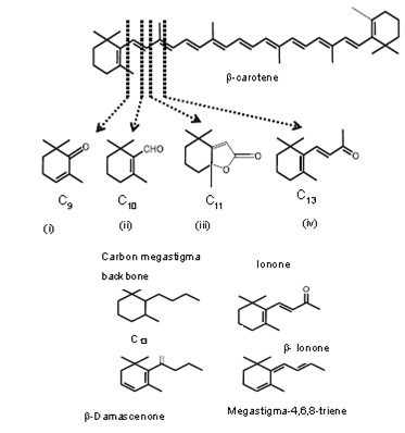Degradasi senyawa karotenoid. Gambar atas: Pembentukan senyawa flavor turunan karotenoid dari salah satu karoten yaitu b-carotene (i) 2,2,6-trimethylcylohexene-1-one; (ii) b-cyclocitral; (iii) dihydroactinidiolide/DHA dan (iv) b-ionone. Gambar bawah: Struktur kimia dari senyawa flavor turunan karoten dengan struktur mega stigma.