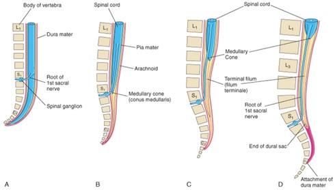 Ilustrasi sumsum tulang belakang pada beberapa tahap perkembangan (Moore dkk. 2015). Gambar A, B, C, D berturut-turut adalah gambar untuk janin berusia 8 minggu (A), janin berusia 24 minggu (B), bayi baru lahir (C), dan orang dewasa (D).