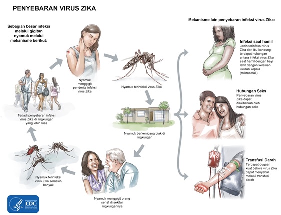Pola Penyebaran Virus Zika berdasarkan Cara Penularan melalui Gigitan Nyamuk, Hubungan Seksual, dan Transfusi Darah. (Sumber: Centers for Disease Control and Prevention)