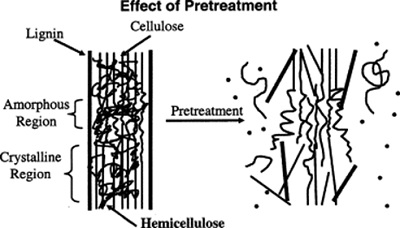 Gambar skematik proses degradasi lignin (delignifikasi). Lignin yang mengikat kuat selulosa perlu diberikan pretreatment (pengolahan awal). Pengolahan awal ini dapat dilakukan secara biologis menggunakan enzim lakase dari beberapa jenis jamur pelapuk. Sumber gambar: Penelitian Hsu dkk. (1980) dalam buku yang disunting Mosier dkk. (2005).