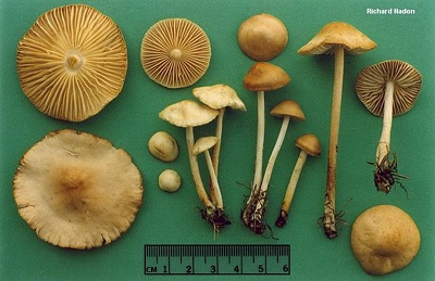 Marasmius sp. sebagai salah satu jenis jamur pelapuk. Sumber gambar: http://www.mushroomexpert.com/marasmius_oreades.html