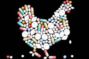 Ayam Gemuk dan Antibiotik