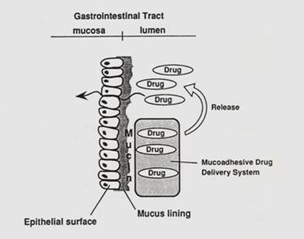 Absorpsi obat menembus membran (gambar dari http://www.pharmainfo.net/reviews/mucosal-drug-delivery-review).