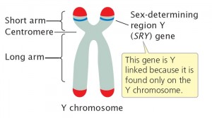 Sumber gambar: http://www.nature.com/scitable/topicpage/genetic-mechanisms-of-sex-determination-314