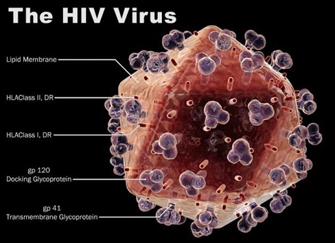 Ilustrasi tiga dimensi virus HIV. (Gambar dari http://www.personal.psu.edu/afr3/blogs/SIOW/2011/10/good-news-for-hiv-victims.html)