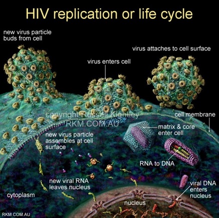 Virus HIV memiliki kemampuan replikasi (memperbanyak diri sendiri) di dalam sel target. (Gambar dari http://www.rkm.com.au/VIRUS/HIV/HIV-virus-life-cycle.html)