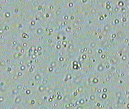 Partikel-partikel  di dalam serbuk bunga ini tampak bergerak saat  dilihat dengan mikroskop. 