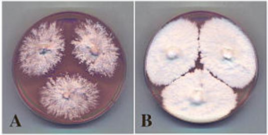 Proses penumbuhan fungi dalam berbagai media.