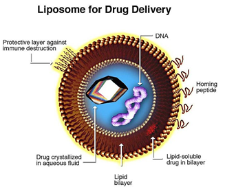 Liposom sebagai salah satu drug carrier yang banyak digunakan sebagai pembawa obat dalam radioterapi maupun kemoterapi (sumber: Wikipedia).