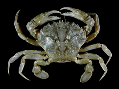 Liocarcinus vernalis, salah satu contoh Brachyura.