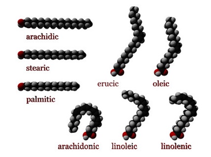 Gambar 3. Struktur jenis asam lemak (sumber: http://en.wikipedia.org/wiki/Fatty acid).